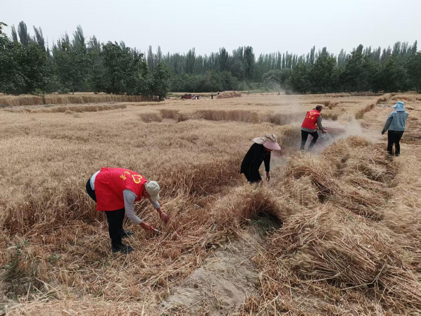 [图文]自愿服务暖人心 抢收小麦解民忧-下层动态